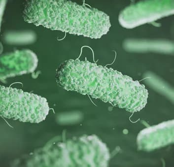 Kit de test Solus One Salmonella - Image 2