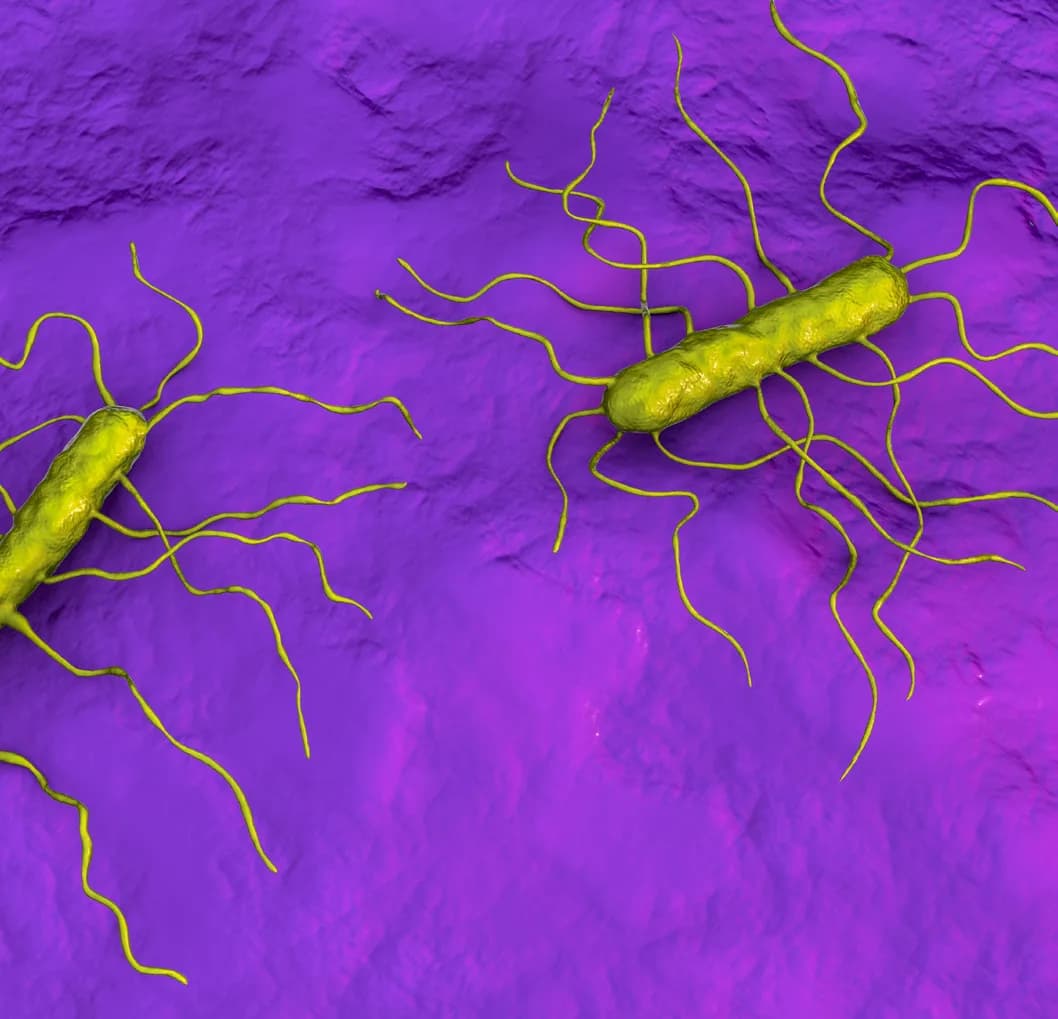 Solus Listeria monocytogenes ELISA - Image 4